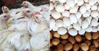 বাংলাদেশসহ ৪০ দেশ থেকে মুরগি-ডিম আমদানি বন্ধ করলো সৌদি আরব